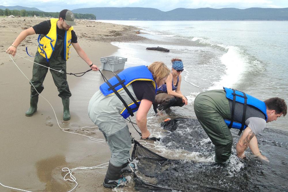 Photo of four people using a beach seine (a type of net) near the water