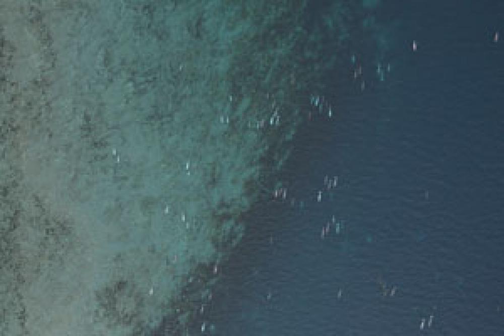P. Carter Aerial view of a pod of narwhals