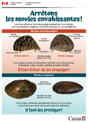 Carte d’identification - Moule zébrée et moule quagga