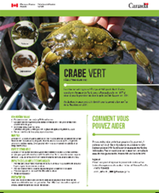 Fiche d’identification – Crabe vert