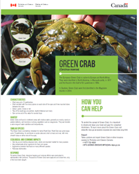 Identification sheet Green Crab