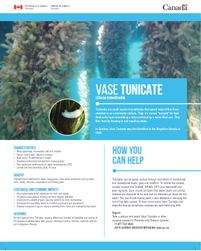 Identification sheet Vase Tunicate