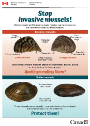 Identification card - Zebra Mussel and Quagga Mussel