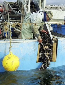 aquaculture