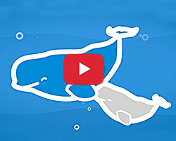  
  Video (animation) illustrating the prevention campaign Show you care, keep your distance!
  