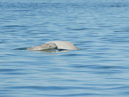 Female beluga whale with its young
  