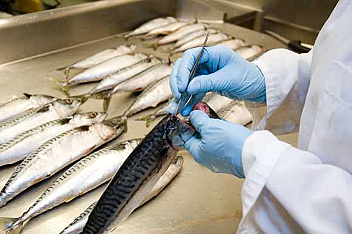 Extraction d'otolithes de maquereau en laboratoire.