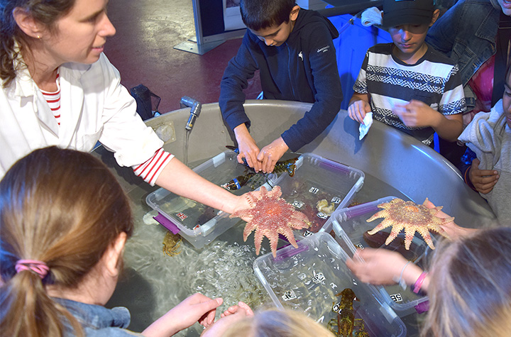 Une scientifique fait découvrir des étoiles de mer à de jeunes visiteurs.
