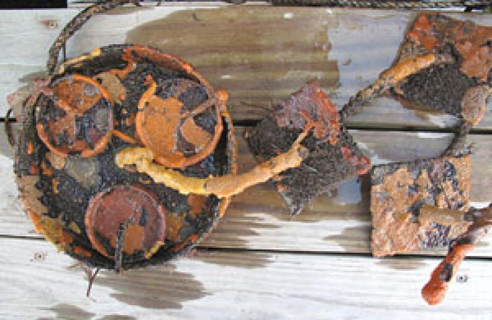 Collecteurs utilisés dans les secteurs maritimes pour détecter les espèces envahissantes.