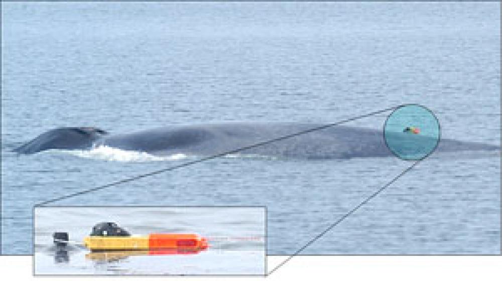 Photo of a whale with inset close-up of the recorder that was mounted on its back