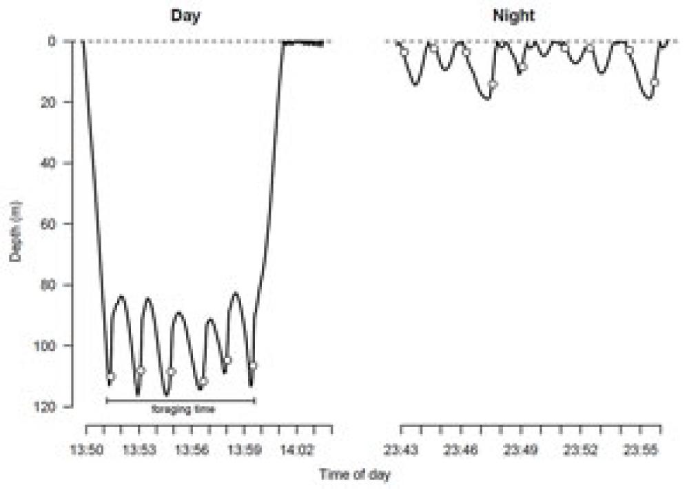Graph illustrating the relationship between the depth of a whale's dive and feeding time, day and night