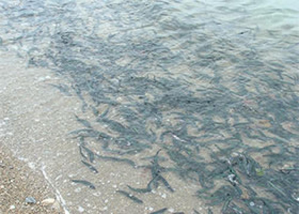 Comité ZIP Côte-Nord du golfe : Amélioration des connaissances sur les aires de reproduction du capelan et restauration d’habitats perturbés afin de favoriser la reproduction de l’espèce et la croissance des juvéniles.