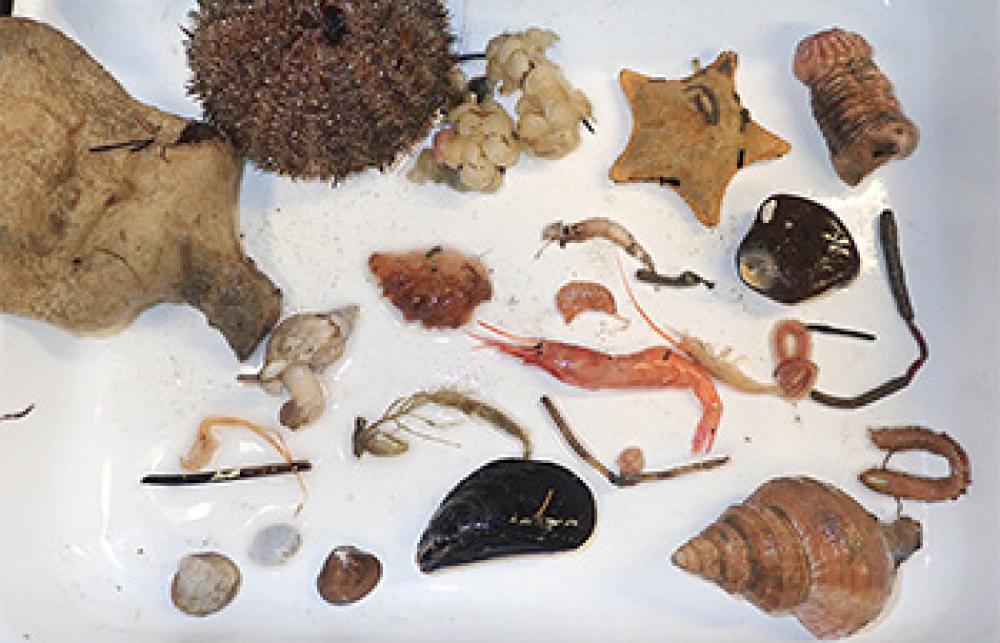 About 20 invertebrates found in the cod-end are distributed in a tray.
