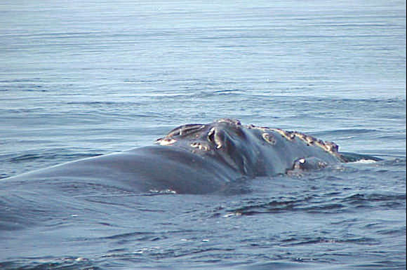 Photo of a right whale in the water