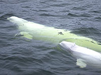 Bélugas
