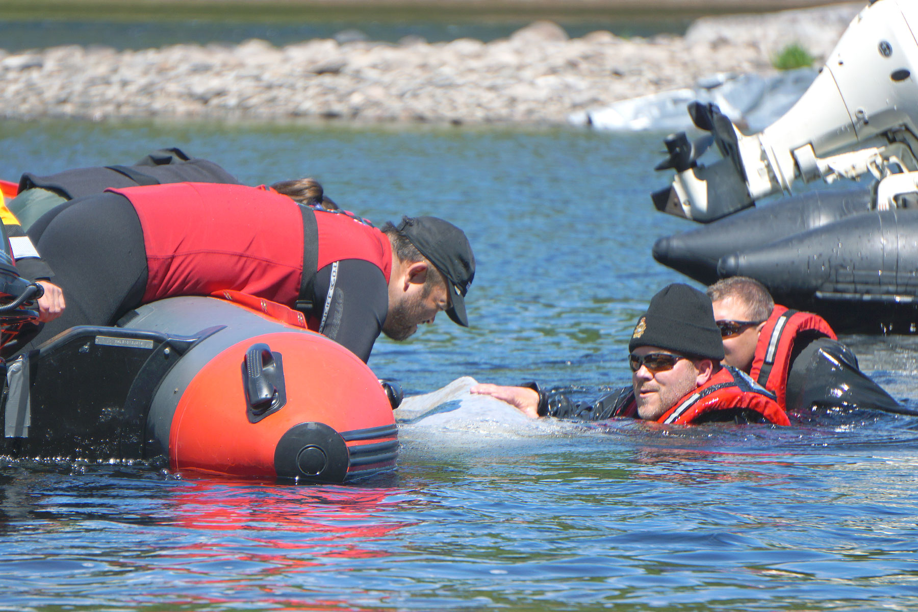 Photo showing the beluga's capture by a group of experts in the river