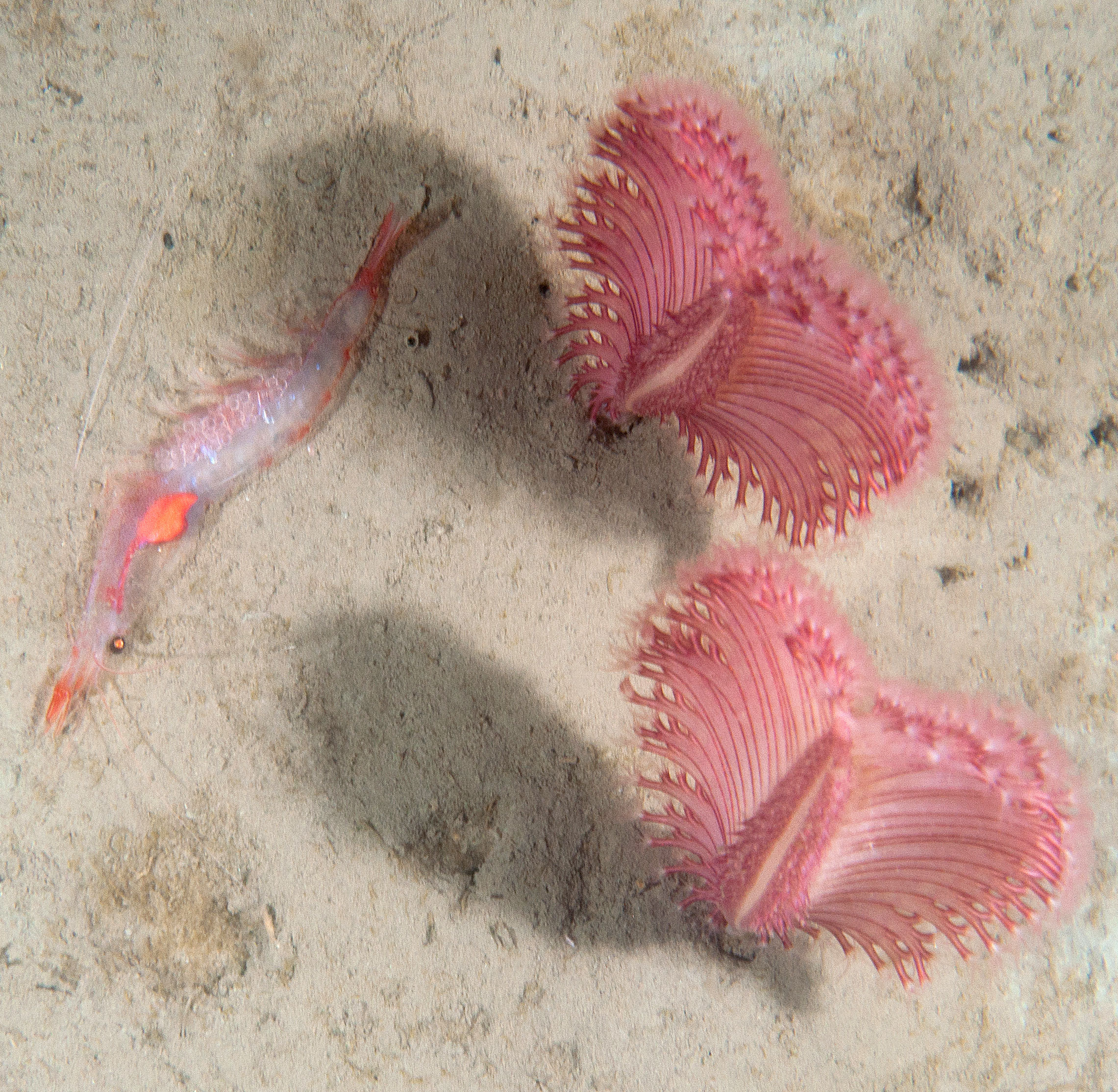 Plumes de mer
