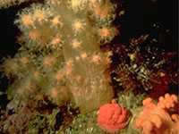 Framboises de mer