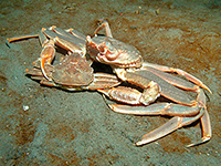 Crabe des neiges