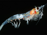 Krill nordique