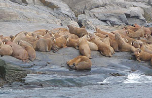 Morses à l'île aux Morses dans la baie d'Hudson