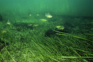 By amending the Fisheries Act, Fisheries and Oceans Canada intends to support the conservation and protection of fish and their habitat, as well as sustainable fisheries.