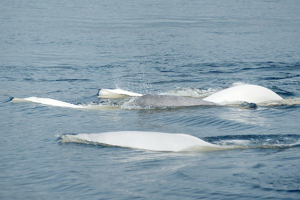 Group of five beluga whales