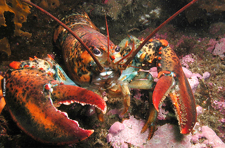 Homard