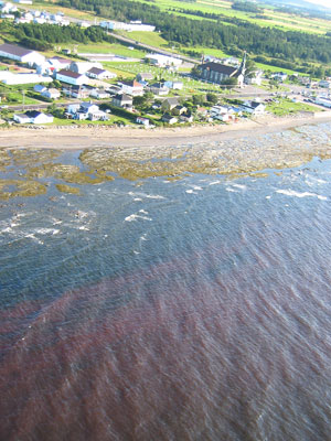 Photo de la marée rouge au large du village de Sainte-Flavie