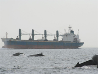 Whale Center of New England  K. Sardi