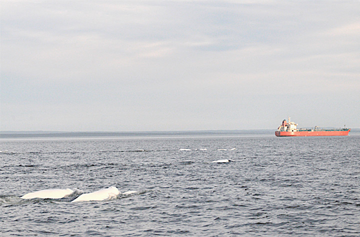 Belugas swimming near a commercial vessel.