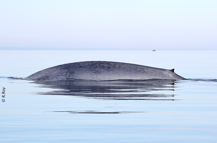 Rorqual bleu
