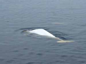 Béluga à la surface