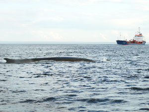 Navires marchands et baleines se côtoient dans l’estuaire du Saint-Laurent.