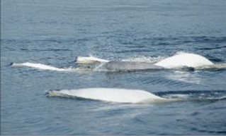 Des bélugas à la surface de l'eau. 