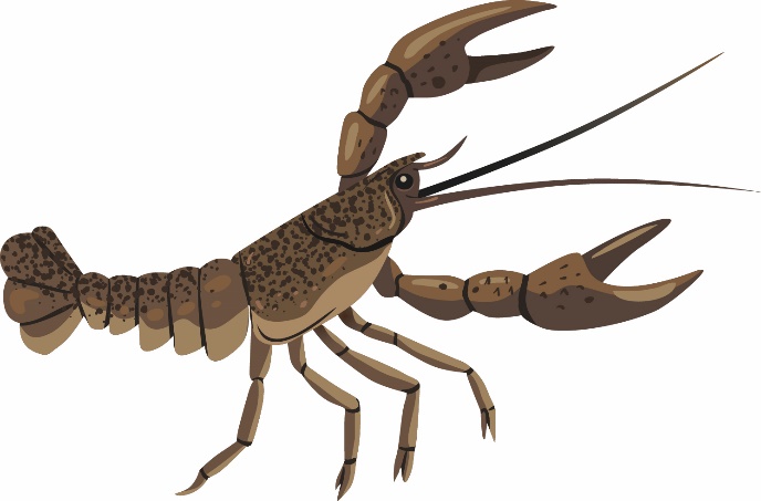 Illustration d’une écrevisse marbrée, une espèce aquatique envahissante. De couleur brune, l’écrevisse porte des marbrures foncées sur sa carapac
