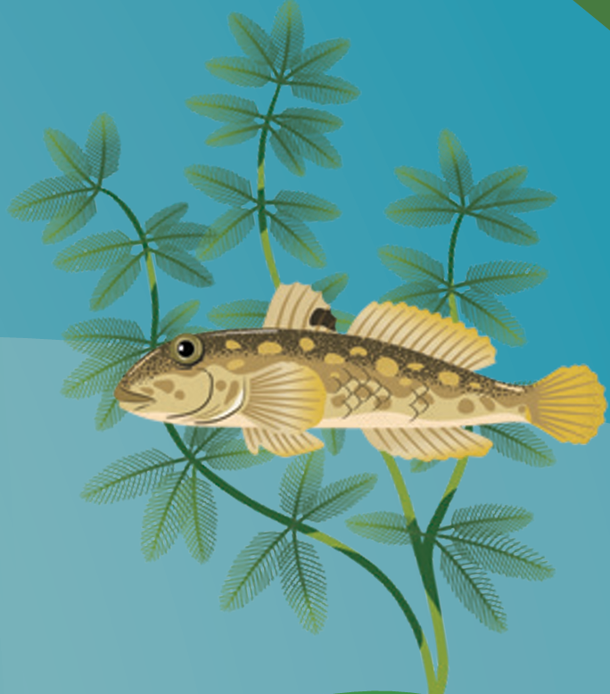Illustration d’un gobie à taches noires nageant devant du myriophylle en épi. Le myriophylle en épi est une espèce aquatique envahissante végétale dont les tiges portent des feuilles en forme de plumes.
