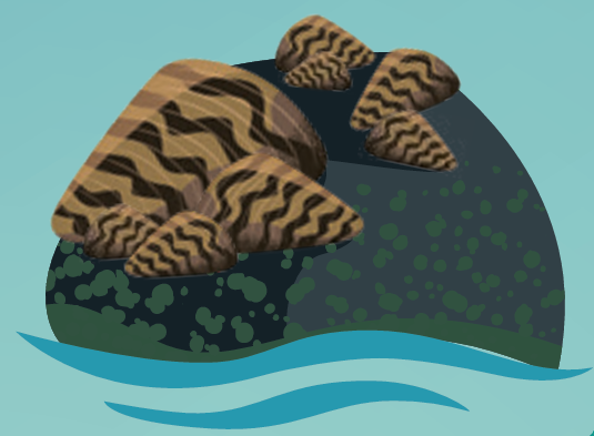 Illustration de 7 moules zébrées fixées sur un rocher. Chez cette espèce aquatique envahissante, la coquille triangulaire présente une alternance de bandes foncées et pâles en zigzags.