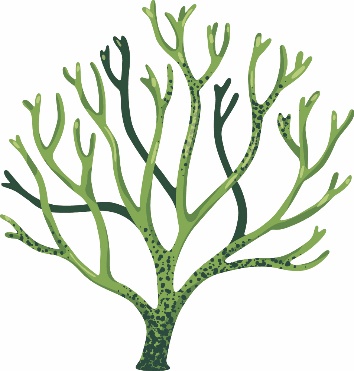 Illustration d’un codium fragile, une algue verte envahissante. Le codium est constitué de tiges cylindriques vertes foncées.