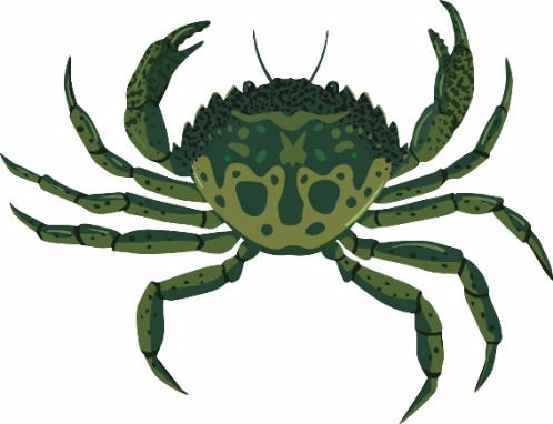 Illustration du crabe vert.