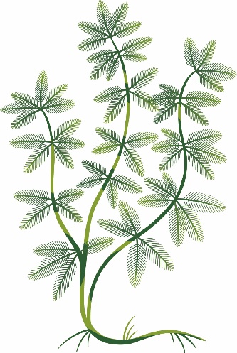 Illustration du myriophylle en épi