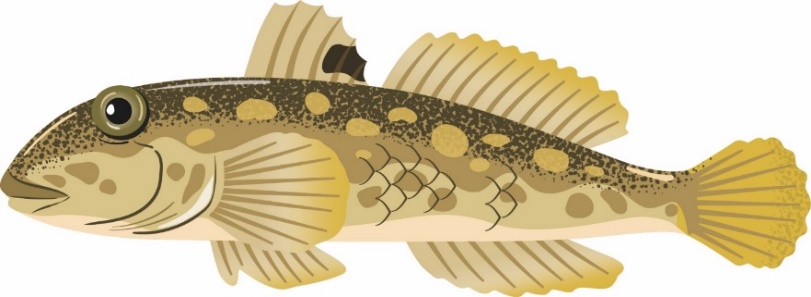 Illustration du gobie à taches noires
