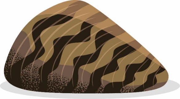 Illustration de la moule zébrée