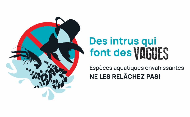 Illustration d’un seau d’eau qui se vide, relâchant au passage un poisson, un crustacé et une plante envahissants. L’illustration est apposée d’un pictogramme d’interdiction. Un texte accompagnant l’image décrit « Des intrus qui font des vagues. Espèces aquatiques envahissantes, ne les relâchez pas! ».