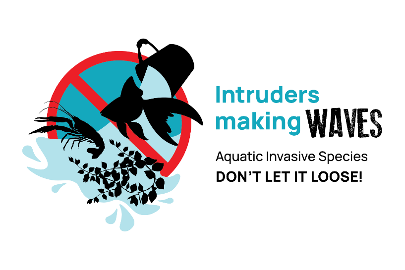 Illustration of a bucket emptying, releasing an invasive fish, a crustacean and a plant in the process. The illustration features a prohibition symbol. A text accompanying the image describes : « Intruders making waves. Aquatic invasive species, don’t let it loose! »