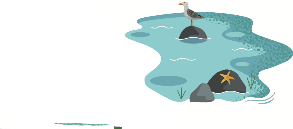 Une illustration représentant un habitat marin. On y observe un goéland et une étoile de mer sur des rochers.
