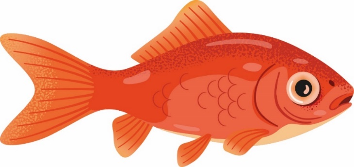 Illustration d’un poisson rouge, comme ceux retrouvés en aquarium.