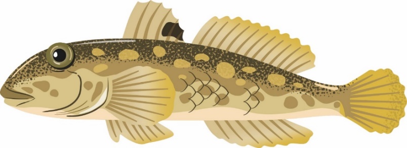Illustration d’un gobie à taches noires, une espèce aquatique envahissante. Ce poisson jaune-brun est caractérisé par une tâche noire sur sa nageoire dorsale avant.