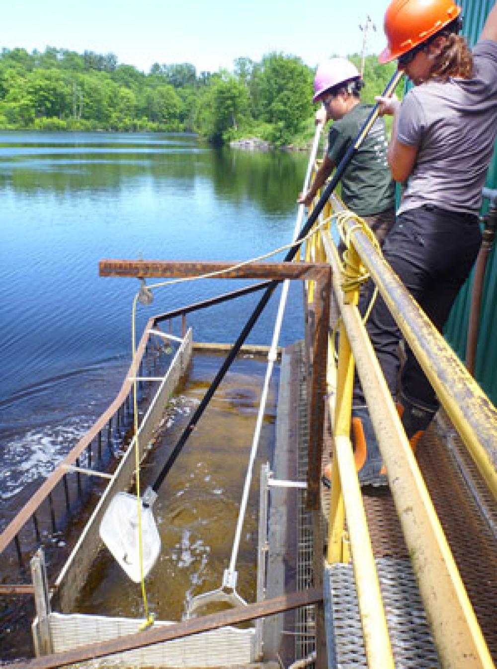 Capturing smolts in Pont-Rouge, at the Bird-2 dam.