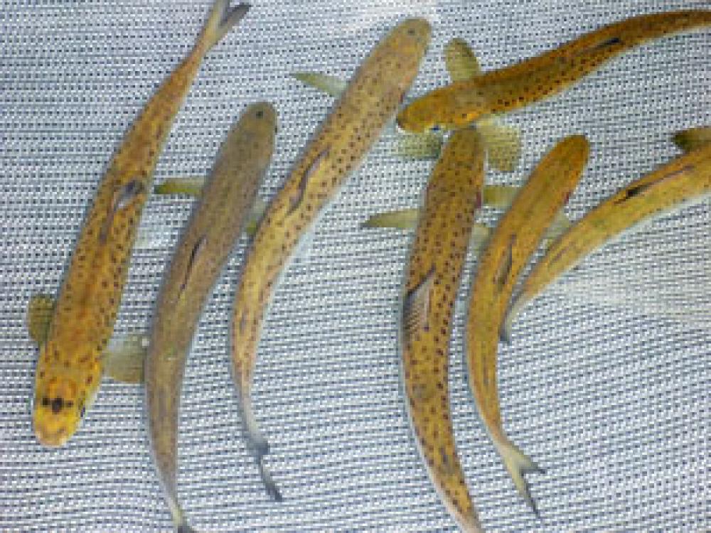 Smolts caught in the Jacques-Cartier River in Pont-Rouge, in order to estimate the number of individuals migrating to the sea.